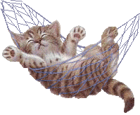 l'histoire du chaton